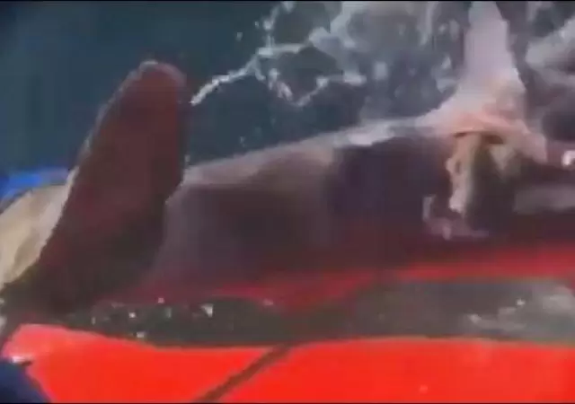 video-lecortaron-lacola-a-un-tiburon-y-lo-devolvieron-al-mar