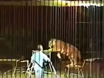 entrenador-video-foto-tigres-italia-circo