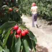 ¿Por qué la cereza de Mendoza es tan cara? Clima, costos y la batalla de las exportaciones