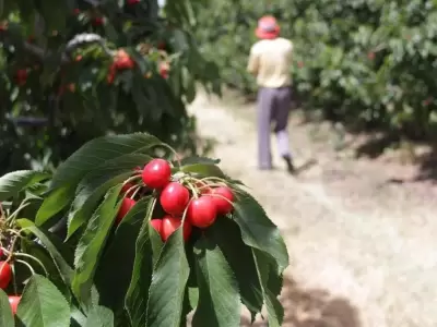 Cereza