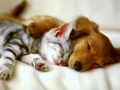 mascotas-ciencia-abrazo-perros-gatos-2