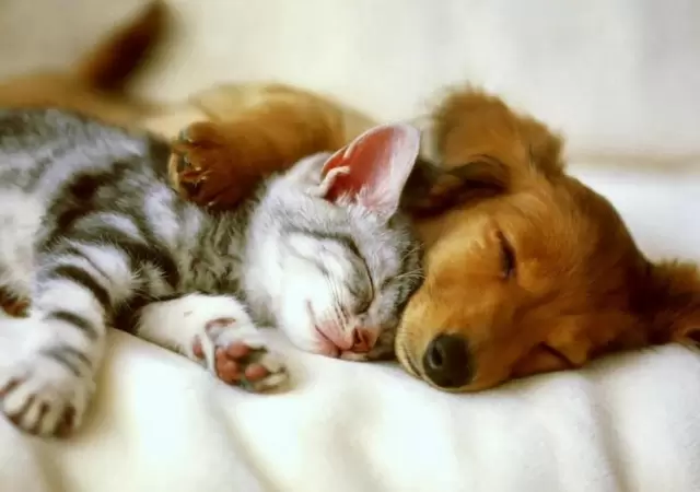mascotas-ciencia-abrazo-perros-gatos-2