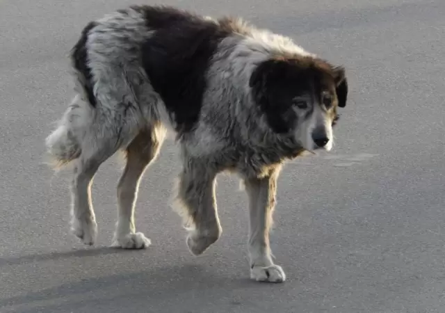 perro-callejero