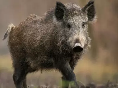 triquinosis-mendoza-jabal-mujer-caso-san-carlos