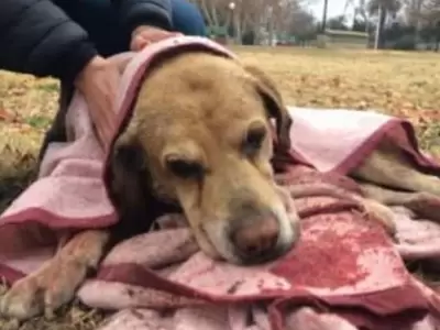 ataque-pitbull-san-rafael-perro-muerto-2