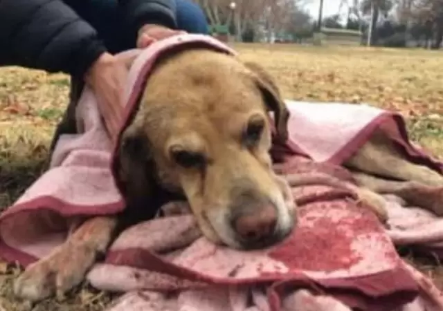 ataque-pitbull-san-rafael-perro-muerto-2