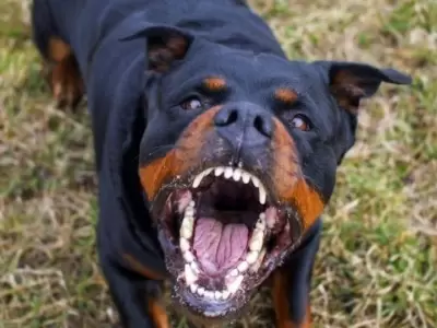 perro