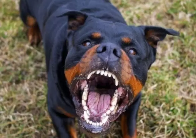 perro