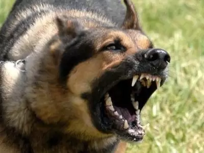 nena-atacada-perro