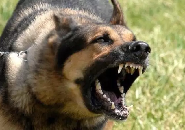 nena-atacada-perro