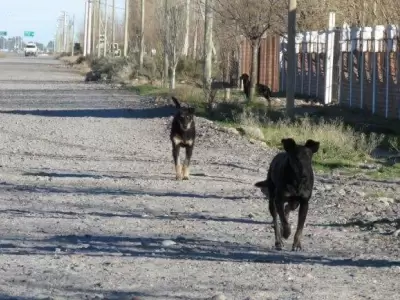 jaur�a-ataque-perros-ni�o-san-juan