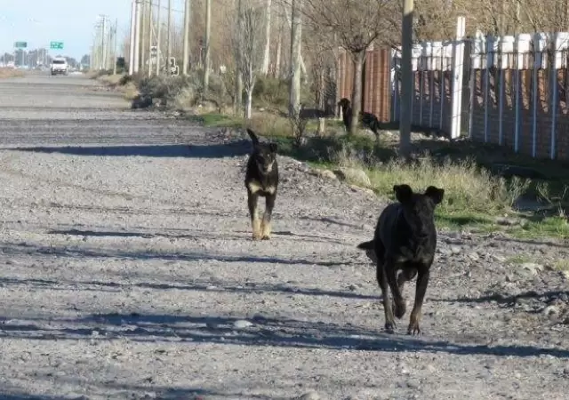 jaur�a-ataque-perros-ni�o-san-juan