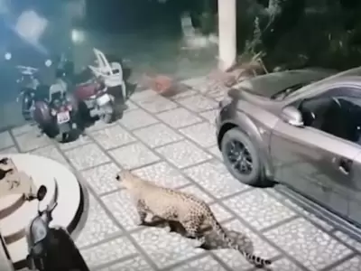 leopardo-video-ataque-perro-india-viral