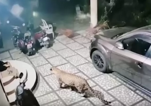 leopardo-video-ataque-perro-india-viral