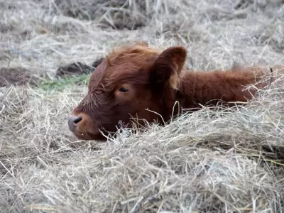 vaca