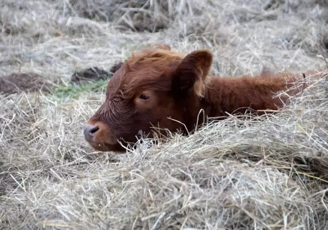 vaca