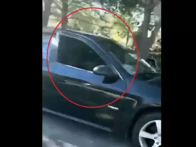 auto-ventana-gatos-video-viral-