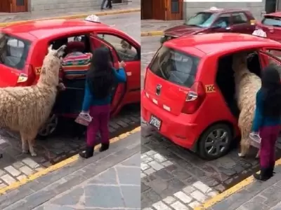 llama-taxi