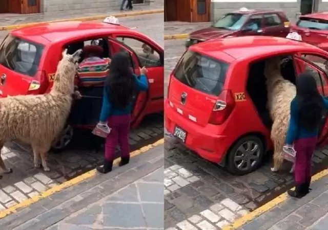 llama-taxi