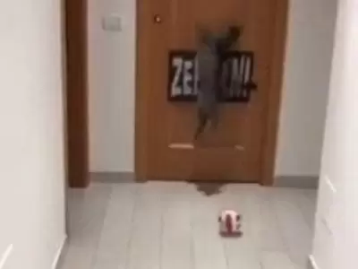 gato