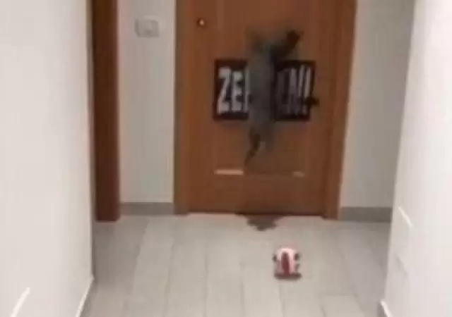 gato
