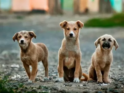 d�a-perro-callejero-animal-que-hacer-2