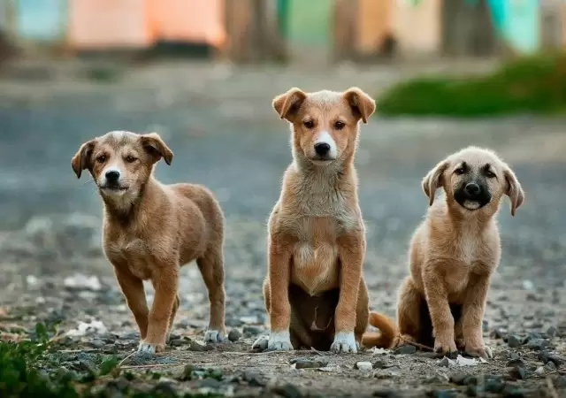 d�a-perro-callejero-animal-que-hacer-2