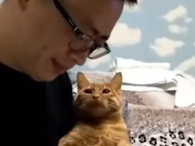 gato-celuylar