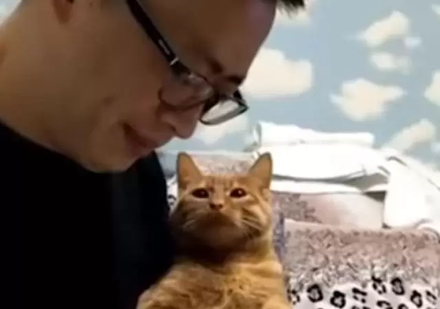 gato-celuylar