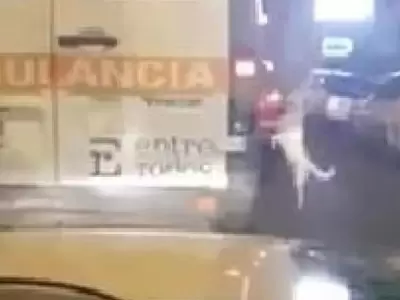 PERRO-AMBULANCIA