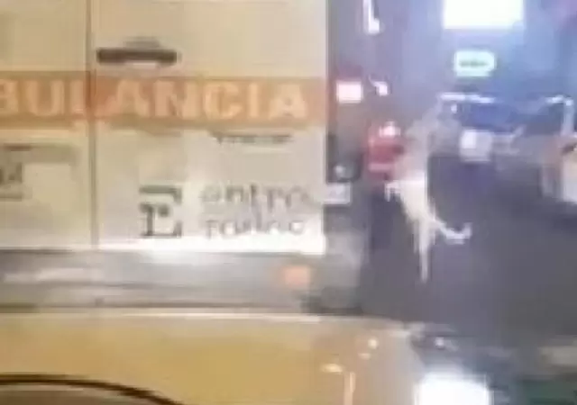 PERRO-AMBULANCIA