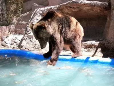 osos