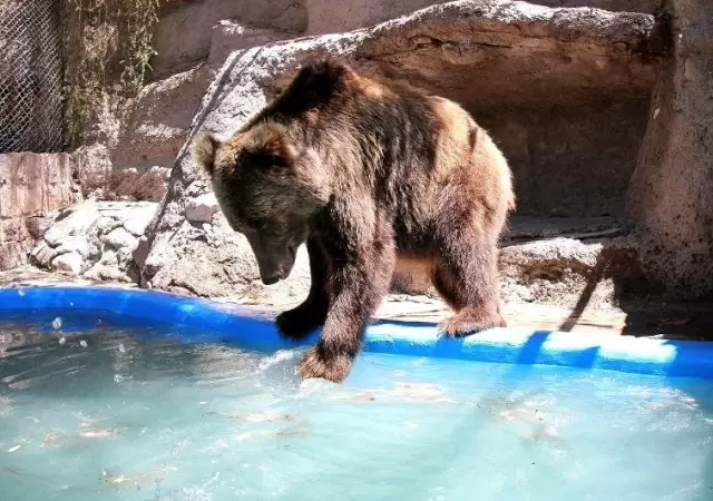 osos