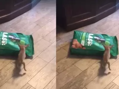 chihuahua