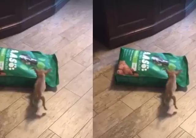 chihuahua