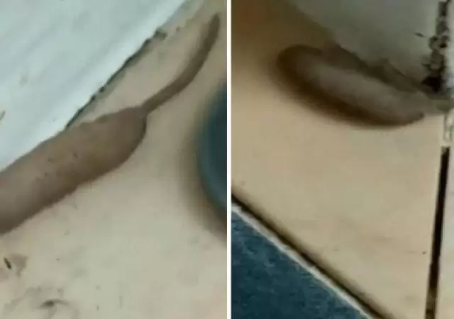 larva-de-mosca-z�ngano