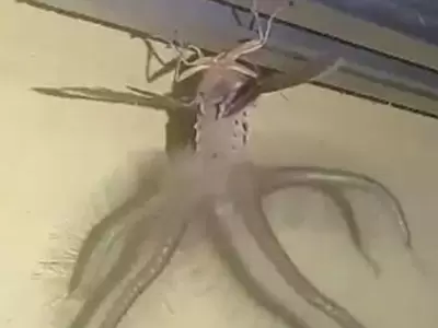 Creatonotos-gangis1