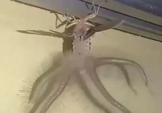 Creatonotos-gangis1