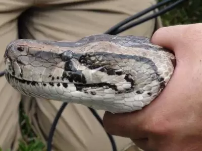serpiente