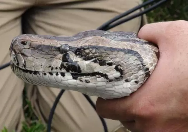 serpiente