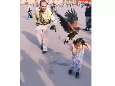 aguila
