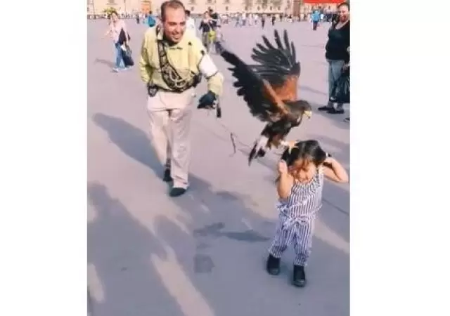 aguila