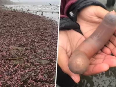 PECES-PENE