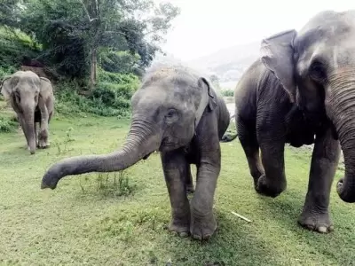 elefante-tailandia