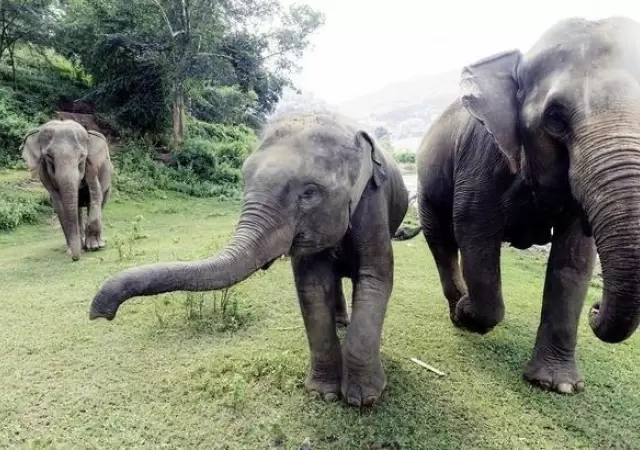 elefante-tailandia