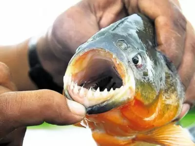 Palometas