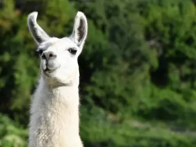 llama-attack