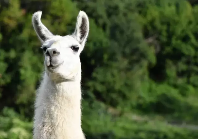 llama-attack
