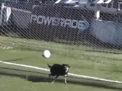 perro