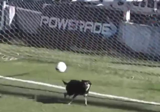 perro